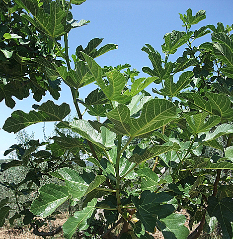 Fig Leaf Tree Picture