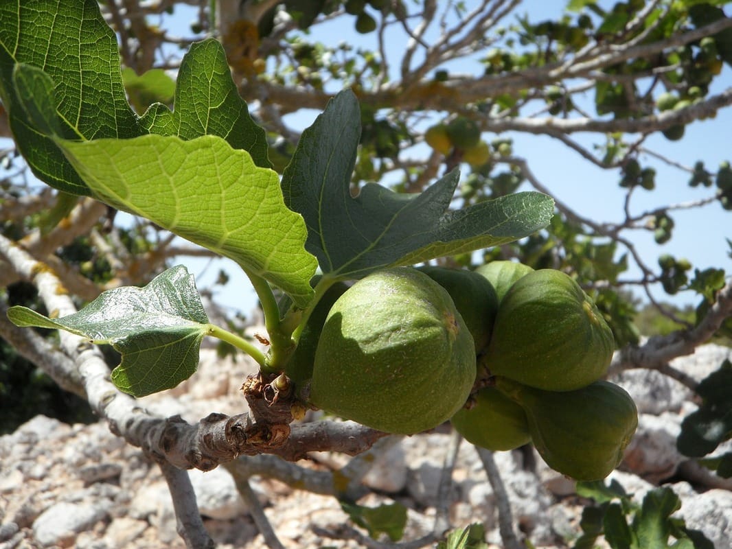 Fig Leaves Picture