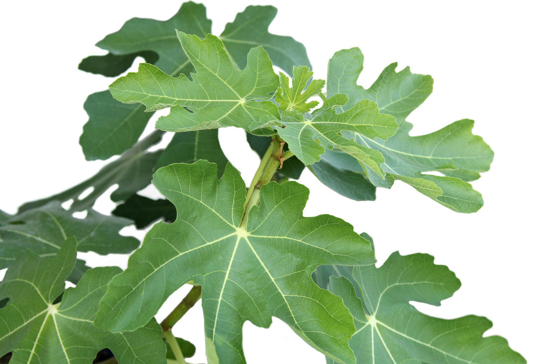 Fig Leaf Picture