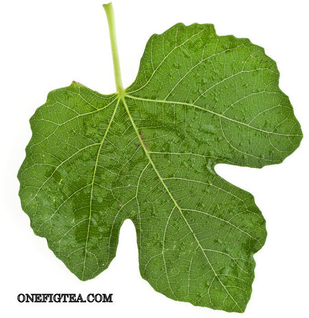 Fig Leaf Picture